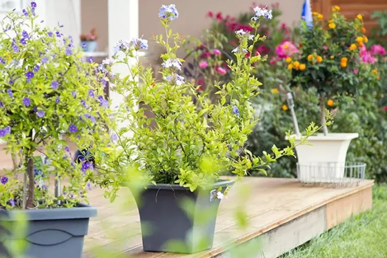 Modern Garden